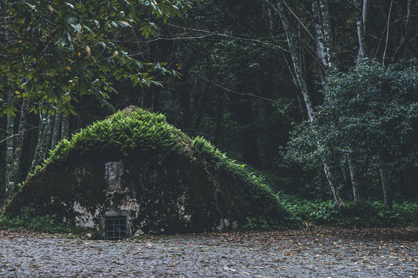 Entrada para bunker subterrâneo na floresta coberta com samambaias e musgo - Foto, Imagem