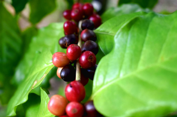 Detailní záběr čerstvě nakrájených červených bobulí na kávovníku na zeleném pozadí listů. Organická káva Arabica na plantáži v Thajsku. - Fotografie, Obrázek