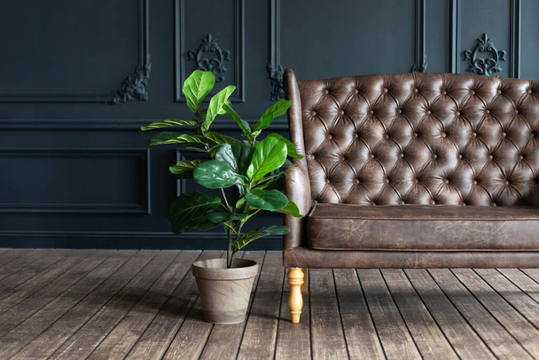 Κομψό εσωτερικό σαλόνι σε στυλ loft με καφέ καναπέ σε σκοτεινό δωμάτιο. Ευρύχωρο κλασικό στυλ δωμάτιο έχει καναπέ. Ζούγκλα στο σπίτι. Μεγάλο πράσινο houseplant σε γλάστρα σε ξύλινο πάτωμα κοντά στον καναπέ.  - Φωτογραφία, εικόνα