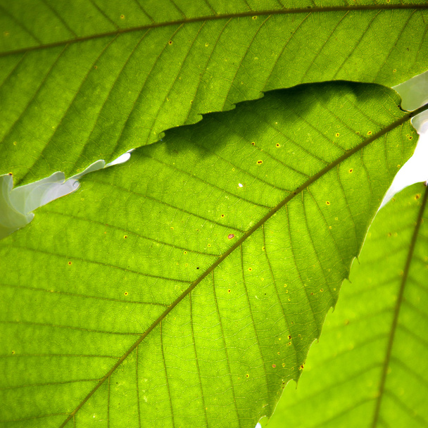Leaves, macro - Zdjęcie, obraz