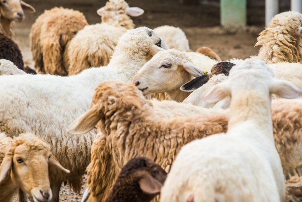 Grupa owiec, Tajlandia. - Zdjęcie, obraz