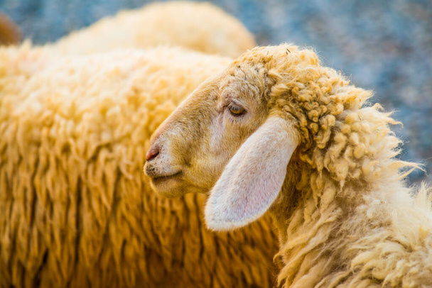 Лицо овцы, Таиланд. - Фото, изображение