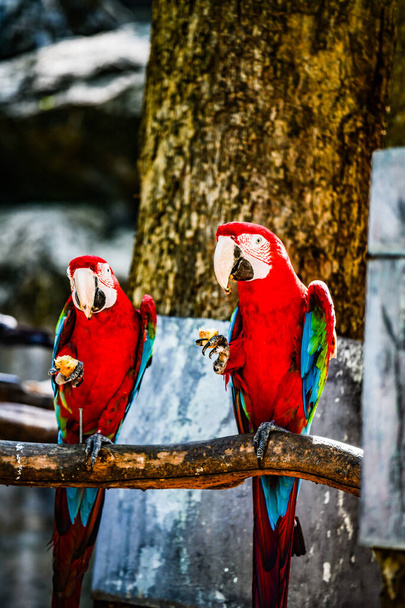 Oiseau aras en Thaïlande. - Photo, image