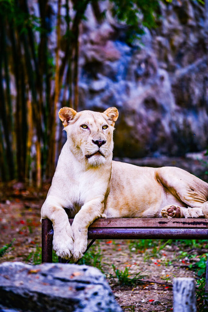 Portré oroszlán, Thaiföld. - Fotó, kép