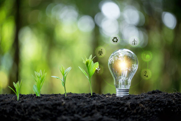Environmental protection, renewable, sustainable energy sources. tree growing and light bulb with sunshine in nature and small plants growth stepe. saving energy and eco concept. - Photo, Image
