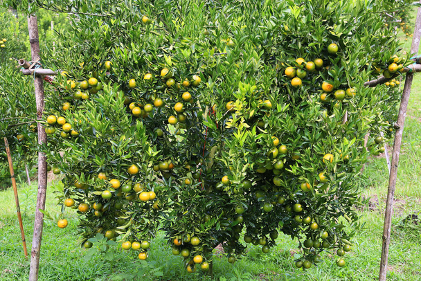 fruta fresca de naranja en el huerto, fruta limpia o fondo de fruta popular, fruta de mercado de la huerta agrícola, fruta fresca en la naturaleza
. - Foto, Imagen