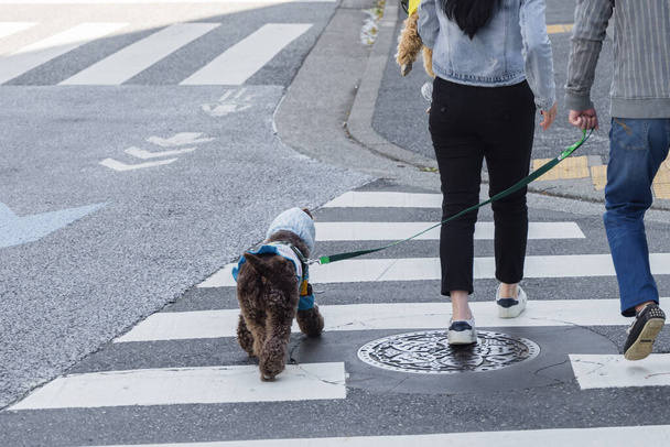 couple walk with a clothed dog at the leash on a city street - Photo, image