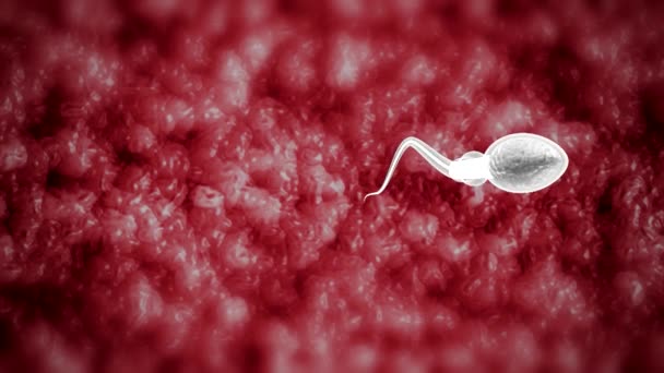 Inseminazione di un ovulo femminile mediante sperma, visualizzazione medica, rendering 3d - Filmati, video