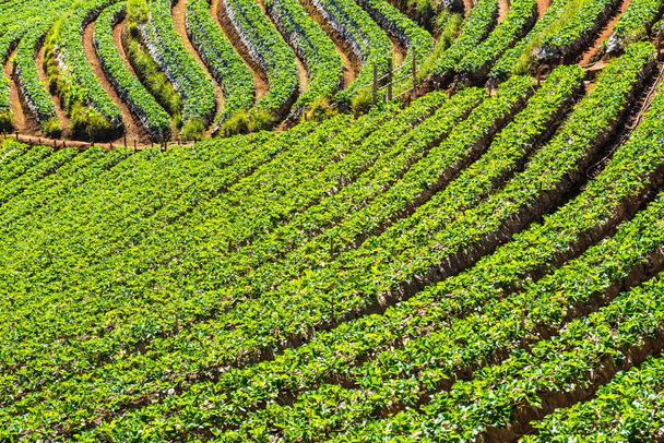 Pole plantacji truskawek w Doi Ang Khang, Tajlandia. - Zdjęcie, obraz