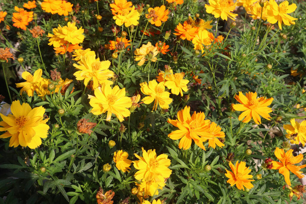 fleur de cosmos de soufre de couleur jaune à la ferme pour la récolte - Photo, image