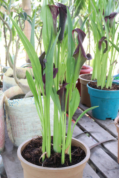 Calla φυτό κρίνο σε γλάστρα στο φυτώριο για πώληση - Φωτογραφία, εικόνα