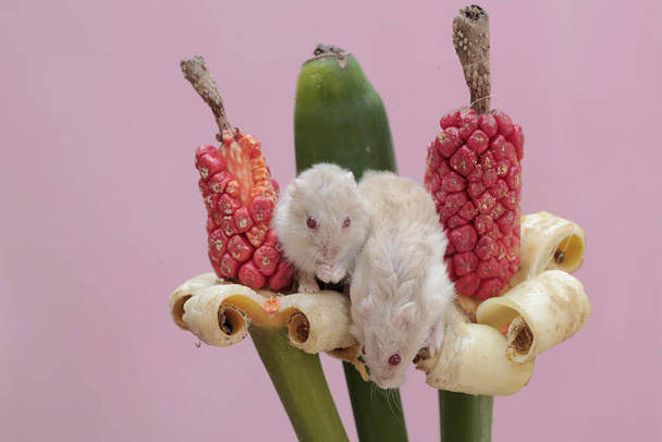 Dois hamsters de campbell anões a comer sementes de taro gigante. Este roedor tem o nome científico Phodopus campbelli. - Foto, Imagem