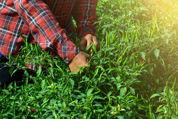 Αγρότης μαζεύοντας πιπεριές τσίλι στην αυλή, το βράδυ φως - Φωτογραφία, εικόνα