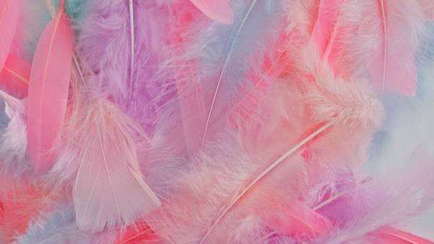 pink feather wool pattern texture background - Photo, image