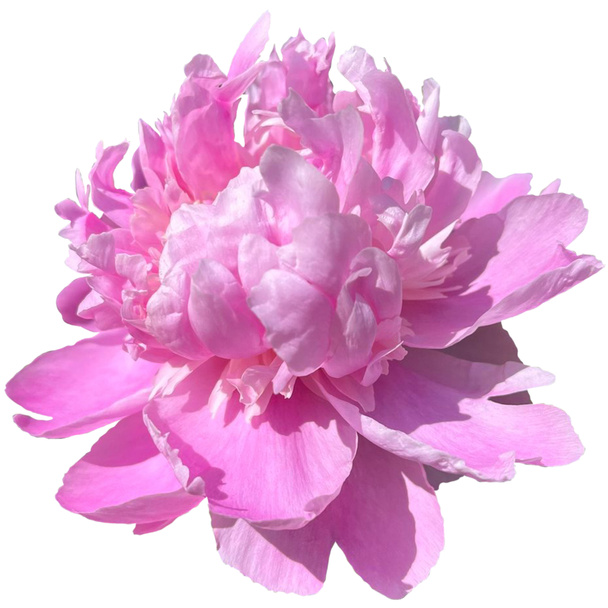 香り高い牡丹｜Paeonia Lactiflora.com白い背景 - 写真・画像