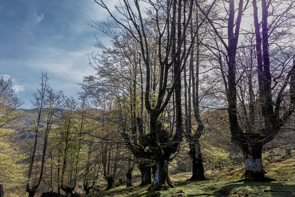 Nature's Tranquility: Serene Day in the Sun-Dappled Beech Forest of the Basque Country - Photo, Image