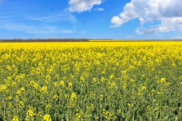 Slanke stengels van bloeiende koolzaad met fel gele bloeiwijzen strekken zich uit over het veld naar de horizon tegen een blauwe, licht bewolkte hemel. - Foto, afbeelding