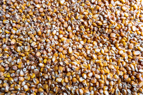 Sárga kukoricamező kukoricaszerkezettel - Fotó, kép