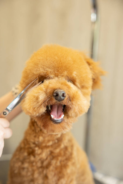 toelettatore che taglia capelli di cane di barboncino riccio da forbici in salone governante. Concetto di cura degli animali. - Foto, immagini