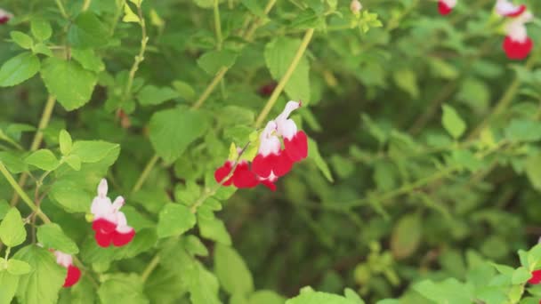 赤いホットリップの花。春の庭に咲くサルビアマイクロフィラ植物 - 映像、動画