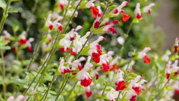 赤いホットリップの花。春の庭に咲くサルビアマイクロフィラ植物 - 映像、動画
