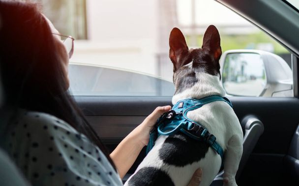 Hundeliebhaberin, die mit ihrem Lieblingstier im Auto unterwegs ist. Fröhliche Asiatin sitzt in einem Fahrzeug mit einer französischen Bulldogge auf dem Schoß - Foto, Bild