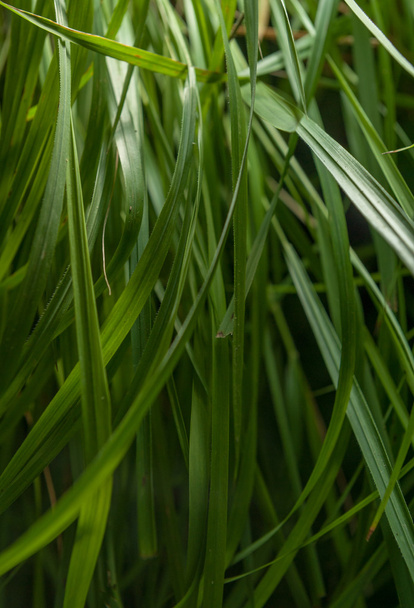 Grass blades - Fotografie, Obrázek