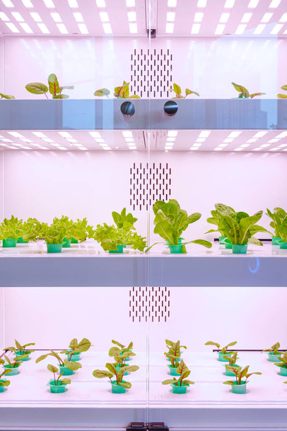 Growing salad vegetables indoors farming with hydroponic system and artificial lighting from electricity in vegetable growing cabinet - Photo, Image