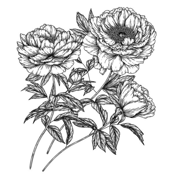  Illustration vectorielle d'un bouquet de pivoines en style gravure - Vecteur, image