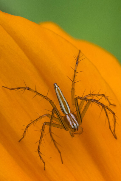 Oxyopes salticus es una especie de araña de lince, comúnmente conocida como la araña de lince rayado. Su hábitat suele ser la hierba y la vegetación frondosa - Foto, imagen