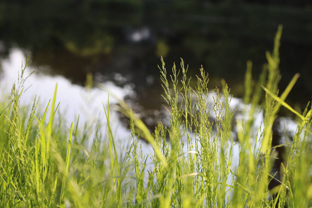 яркая сочная зеленая трава, сквозь которую светит летнее солнце на берегу реки для заставки рекламных плакатов и других - Фото, изображение