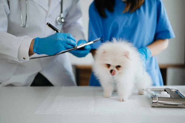 2人の医師が獣医の診療所でポメラニア犬を検査しています。. - 写真・画像