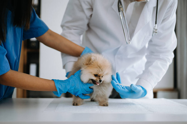 Pomeranian dog getting injection with vaccine during appointment in veterinary clinic - Foto, Imagen