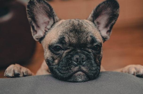 French bulldog puppy look sadly to the camera, portrait ,close up.Life style.Copy space. High quality photo - Foto, imagen