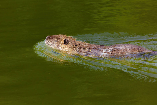 Photos animalières - coypu ou nutria nageant dans la rivière - Photo, image
