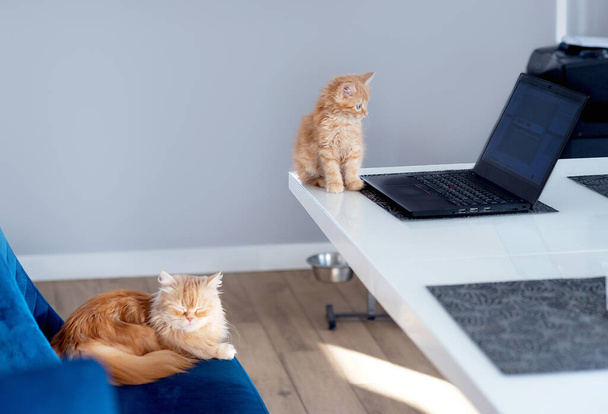 ginger kitten sits on the table and looks at the laptop - 写真・画像