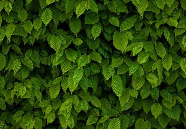 Ulmus pumila celer Листя, європейський горнбек або carpinus betulus в саду. Зелений візерунок з сонячним світлом, текстурою природи або фоном.. - Фото, зображення