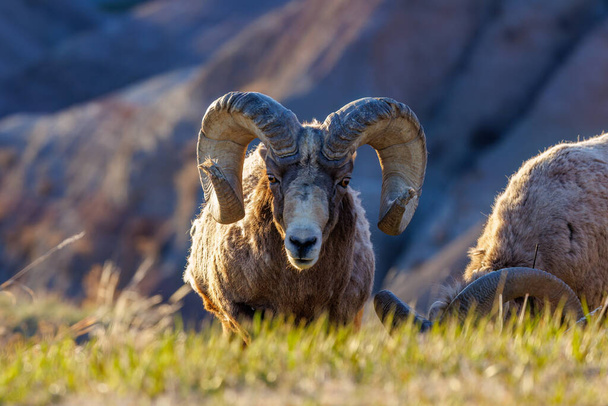 バッドランズ国立公園のビッグホーン羊(Ovis canadensis)ラム  - 写真・画像