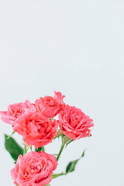 Маленькі рожеві кущові троянди на білому тлі з місцем для тексту
 - Фото, зображення
