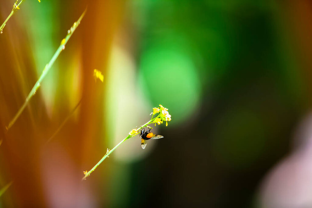 A beautiful bee on a yellow flower with a green blurred natural background - Foto, immagini