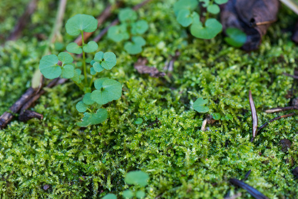 moss and leaf - Photo, Image