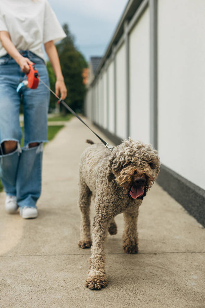 Happy dog takes a walk with is owner - Zdjęcie, obraz