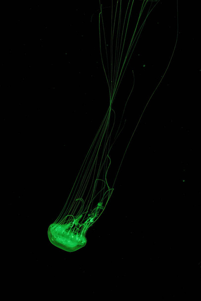 Macro shot of Chrysaora quinquecirrha underwater close up - Фото, зображення