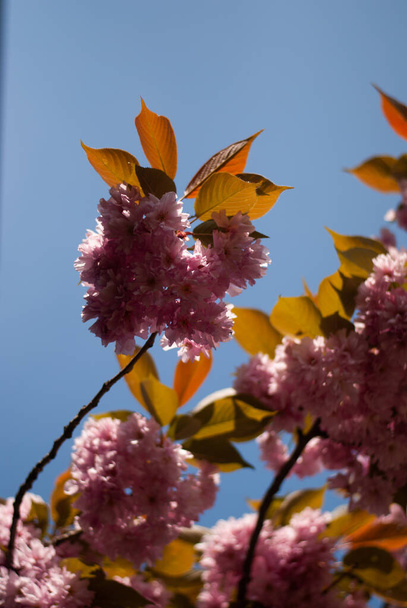 belas flores de primavera no jardim - Foto, Imagem