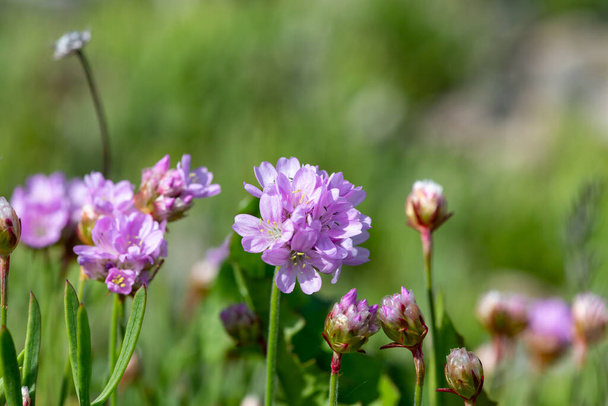 Zblízka kvetoucí květy šetrnosti (armeria maritima) - Fotografie, Obrázek