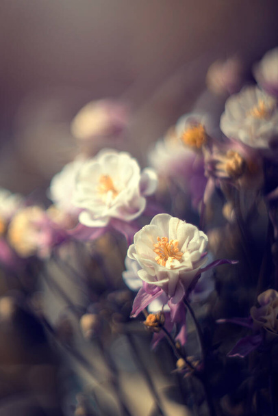 hermosas flores en el jardín - Foto, imagen