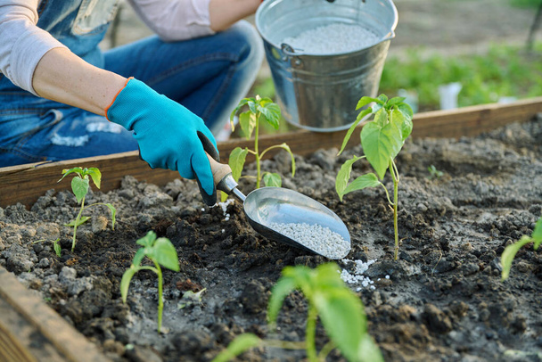 Woman fertilizing pepper seedlings with complex mineral granular fertilizer, spring work in garden. Agriculture, gardening, farming, growing organic bio vegetables and herbs - Foto, afbeelding