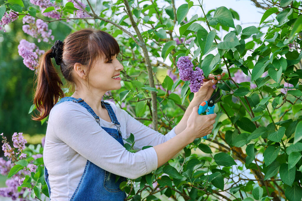 Woman gardener pruning lilac branches with secateurs. Spring season flowers, beauty of nature, sunny day in the countryside - Фото, изображение