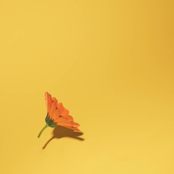 黄色い背景に橙色の花を咲かせます。ミニマルなコンセプト. - 写真・画像
