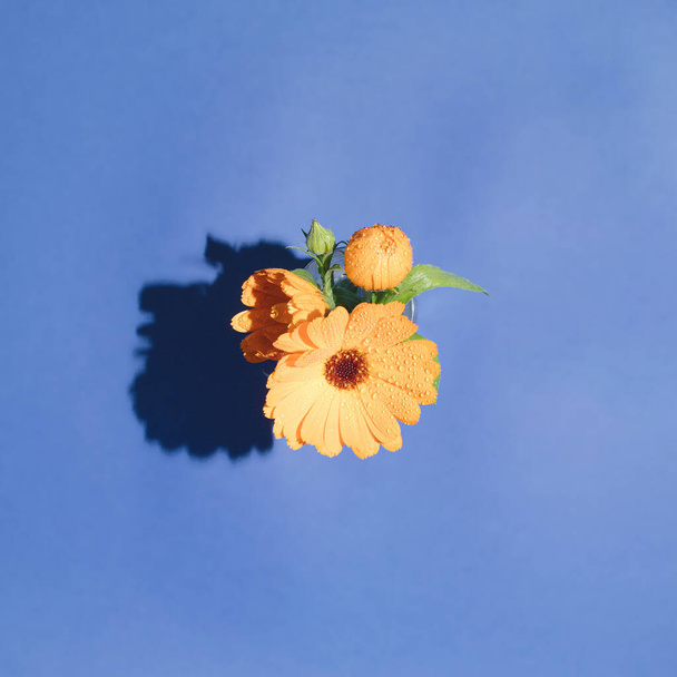 Jasne pomarańczowe kwiaty na pastelowym niebieskim tle. Minimalna koncepcja natury. Letnie kwiaty płaskie lay. - Zdjęcie, obraz